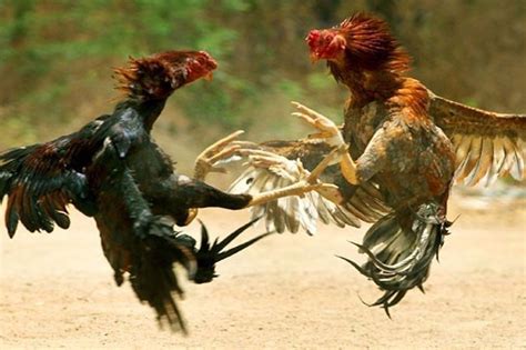 pasay cockpit derby schedule today live video|Pasay City Cockpit: An Insight into Cockfighting Philippines.